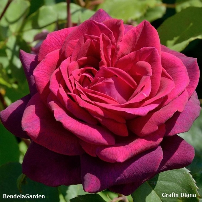 Роза Диана Фото – Telegraph