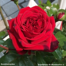 hover image